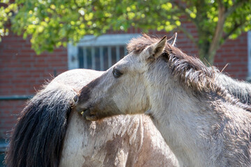 Horses in a Paddock paradise © PIC by Femke