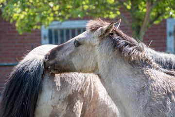 Horses in a Paddock paradise © PIC by Femke