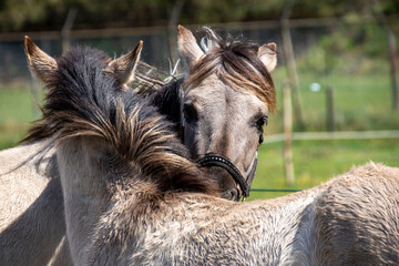 Two konik horses scratching each other making friends