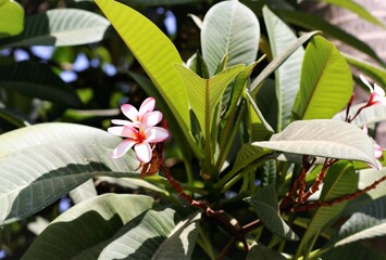 Closeup pink and white frangipani flowers garden plant blossom nature summer spring natural beautiful nobody