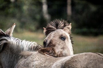 Two konik horses scratching each other making friends © PIC by Femke