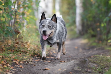 Naklejka na ściany i meble Young australian cattle dog is walking in forest. Blue heeler running at nature.