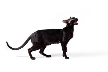 Oriental black cat walking and meowing isolated on white background.