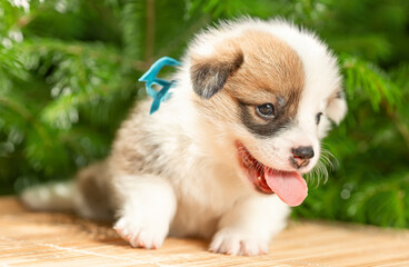 Cute smiling puppy of welsh pembroke corgi dog breed near fir branches at nature. Selective focus