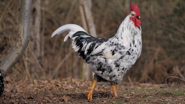 Gallo de raza pita pinta asturiana paseando por el bosque