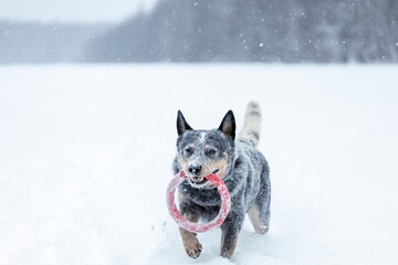 Australian cattle dog or blue heeler playing with toy ring on snow outdoors in winter