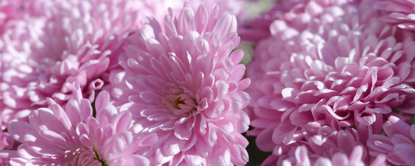 Pink Chrysanthemum soft focus. Close up of chrysanthemum flowers. Flower head. Bouquet of pink autumn Chrysanthemum. Spring flowers. Top view. Texture and background. Floral background. Postcard
