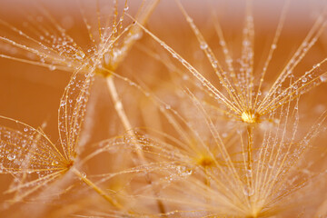 Macro shot of dandelion with droplets