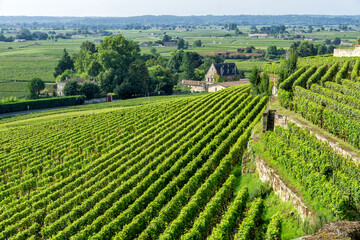 Fototapeta na wymiar Vineyards of Saint Emilion village
