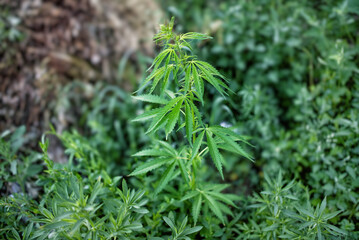 A stalk of cannabis plant in summer.