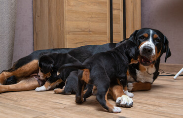 the dog is lying on the living room floor with his puppies. Great Swiss Mountain Dog