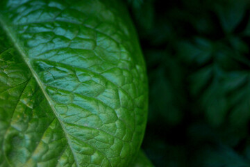 Leaf of a plant seen from close up
