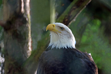 Portrait du Pygargue à tête blanche