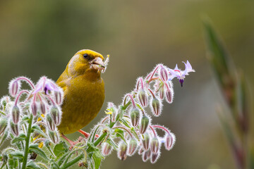 European Greenfinch bird sitting on a plant