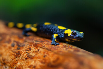 The fire salamander - Salamandra salamandra - is a common species of salamander found in Europe
