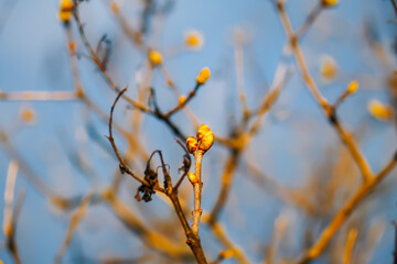 Syringa bush branches in spring. 