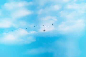Migratory birds flying in the blue sky. 