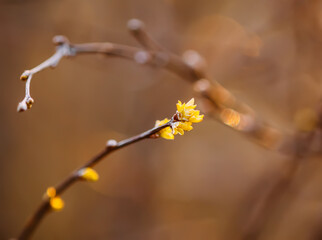 First leaves on a tree branch. 