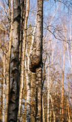 Fototapeta premium Forest trees close up. 