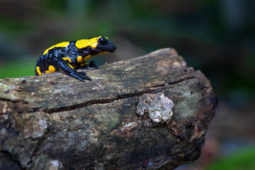 The fire salamander - Salamandra salamandra - is a common species of salamander found in Europe