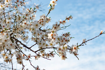 Beautiful almond blossoms, blue sky.	
