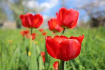 Floral background with buds of tulips flowers, spring mood, natural landscape
