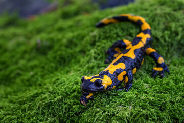 The fire salamander - Salamandra salamandra - is a common species of salamander found in Europe