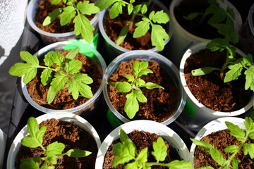 Growing tomato seedlings in white plastic round yogurt container near window. Beautiful young plants of tomatoes with green small tender leaves grow on black soil in light of the day bright sun spring