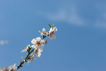 Flowers of almond trees with blue sky view. Background photo. Copy paste and text space.	