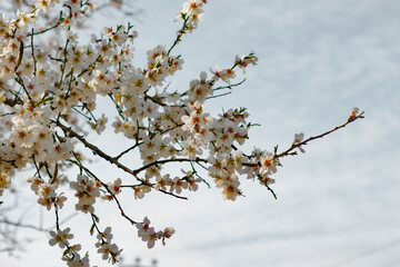 Flowers of almond trees close up in the orchard. Blue sky view. Fresh air. Nature admiration.