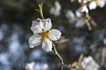 Close up photo of beautiful almond blossoms. White cute flower. 