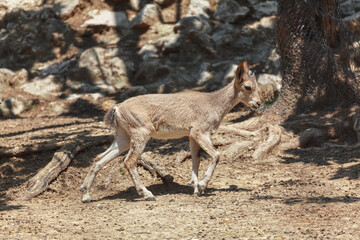 Young roe animal . Cute baby wild animal