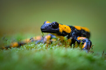 The fire salamander - Salamandra salamandra - is a common species of salamander found in Europe