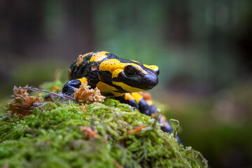 The fire salamander - Salamandra salamandra - is a common species of salamander found in Europe