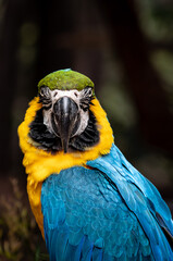 Arara-canindé (ara ararauna)
