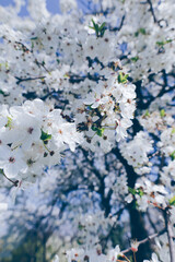 Beautiful botany nature spring background with blossom cherry tree and white flowers