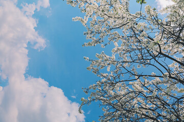 Beautiful nature background of blossom cherry tree, white bloom flowers in branches and cloudy sky, place for text