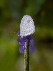 butterfly on a flower, Beautiful little white butterfly