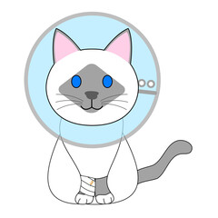 A Birman cat with Elizabethan collar 