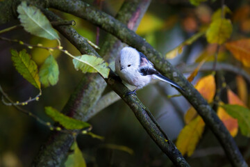 The long-tailed tit - Aegithalos caudatus - also named long-tailed bushtit, is a common bird found throughout Europe