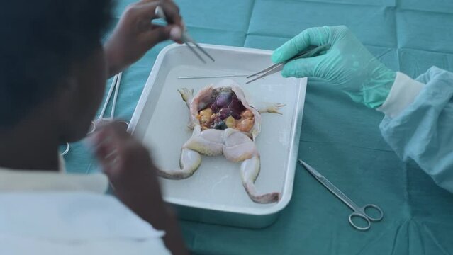 Education concept of 4k Resolution. Researchers are dissecting frogs in a lab.
