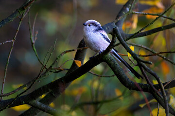 The long-tailed tit - Aegithalos caudatus - also named long-tailed bushtit, is a common bird found throughout Europe