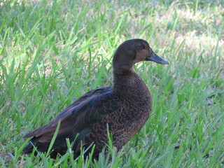 American Black Duck waddling in the green grass in Florida.