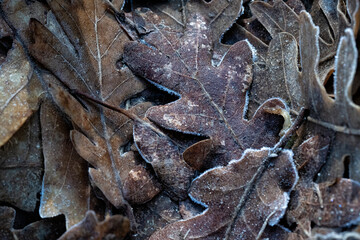 Texturas de hojas de roble con hielo congeladas por el frio