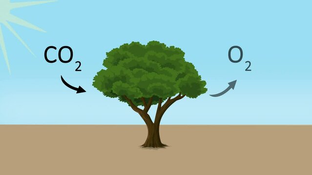 Simplified concept of plant producing oxygen, reducing carbon, 2D animation