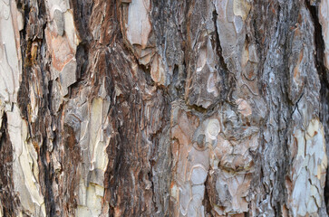Longleaf pine bark . Bark textured background.Close up photo made in the park of Ukraine.