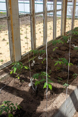 An old greenhouse with tomato sprouts. Tying up tomato plants for a good harvest. Hobby gardening. High large windows.