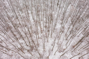 Aerial view about winter forest. Trees in the snow.