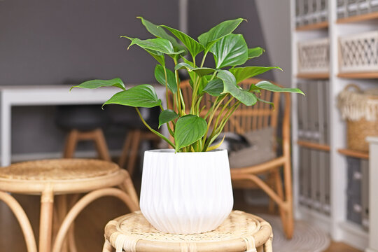 Tropical 'Homalomena Rubescens Emerald Gem' houseplant in flower pot on table in living room