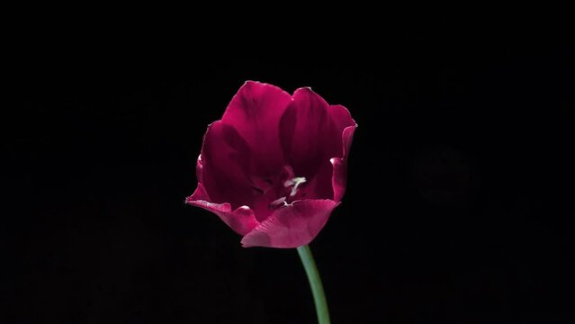 Timelapse of a light pink double peony tulip flower blooming on white background. Wedding backdrop, Valentine's Day concept. Birthday bunch.